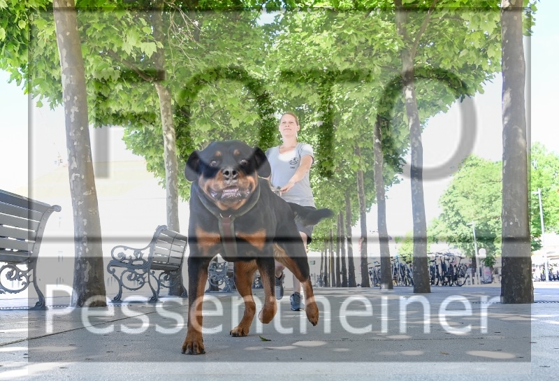 Pettrailer (06.06.2022)_11