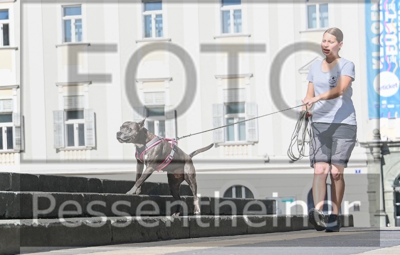 Pettrailer (06.06.2022)_5