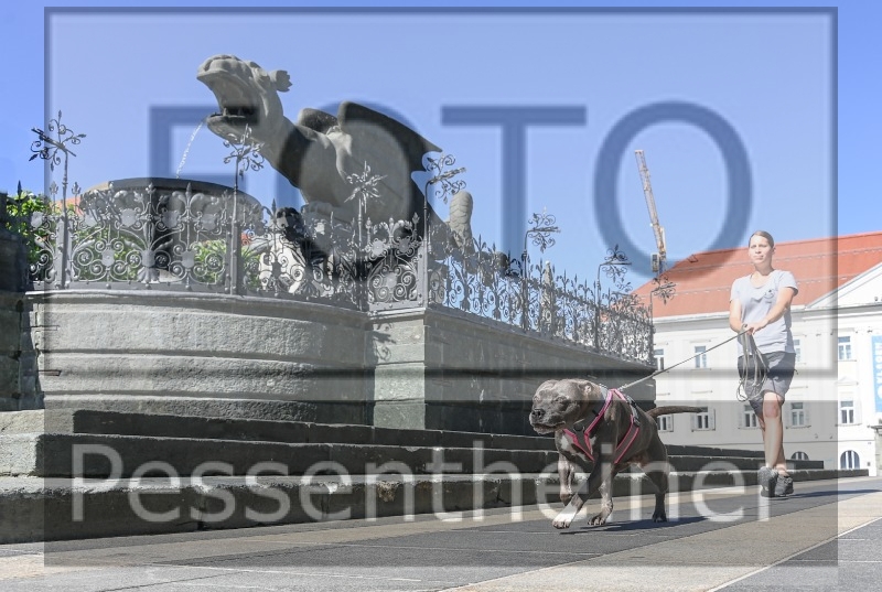 Pettrailer (06.06.2022)_7