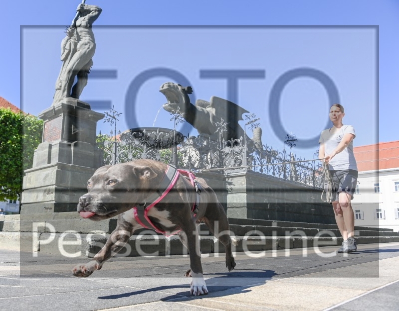 Pettrailer (06.06.2022)_8