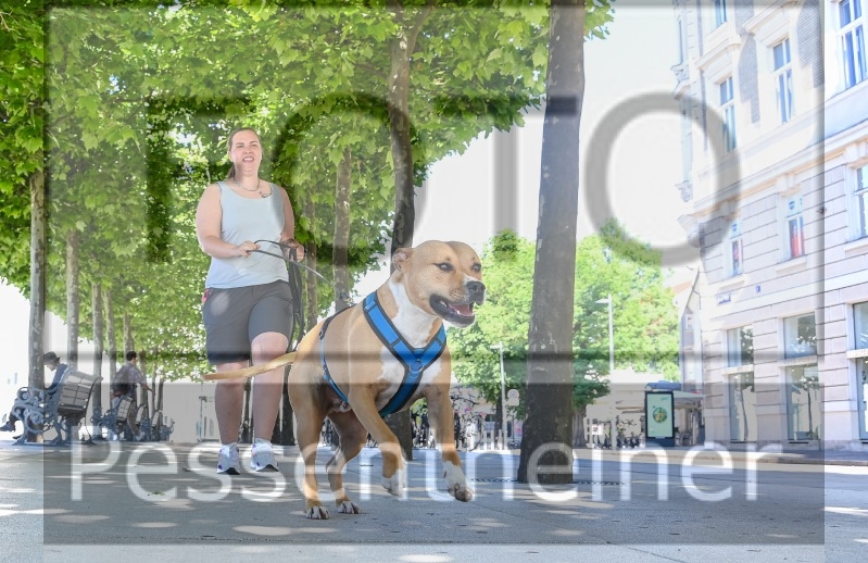 Pettrailer (06.06.2022)_6