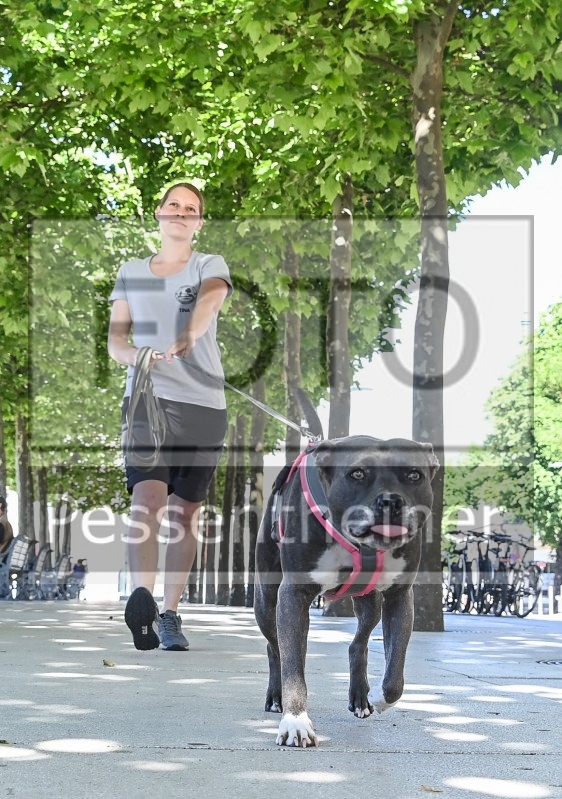 Pettrailer (06.06.2022)_1